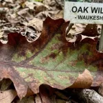 oak-wilt-symptoms-waukesha-county