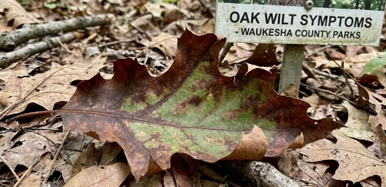 oak-wilt-symptoms-waukesha-county