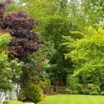 Winter-damaged tree branches on residential property in Milwaukee, Wisconsin