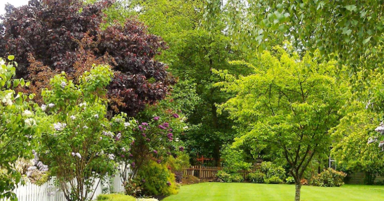Winter-damaged tree branches on residential property in Milwaukee, Wisconsin