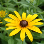 native flowers Milwaukee, low maintenance garden, Black-Eyed Susan, Purple Coneflower, Butterfly Weed, Milwaukee pollinators