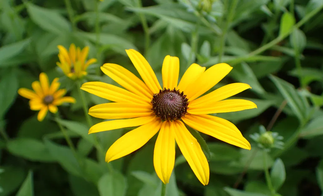 native flowers Milwaukee, low maintenance garden, Black-Eyed Susan, Purple Coneflower, Butterfly Weed, Milwaukee pollinators