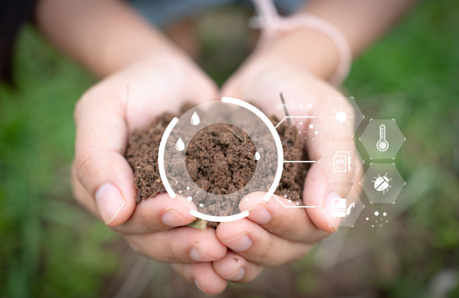ISA Certified Arborist inspecting a young oak tree in heavy clay soil.