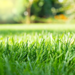 Close-up of Chinch bug damage in a residential Milwaukee lawn.