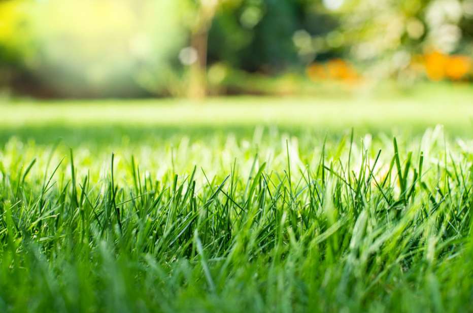 Close-up of Chinch bug damage in a residential Milwaukee lawn.