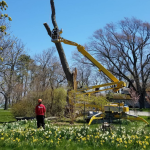 ISA-certified arborist and NALP-certified landscaper assessing tree and landscape health in Milwaukee.