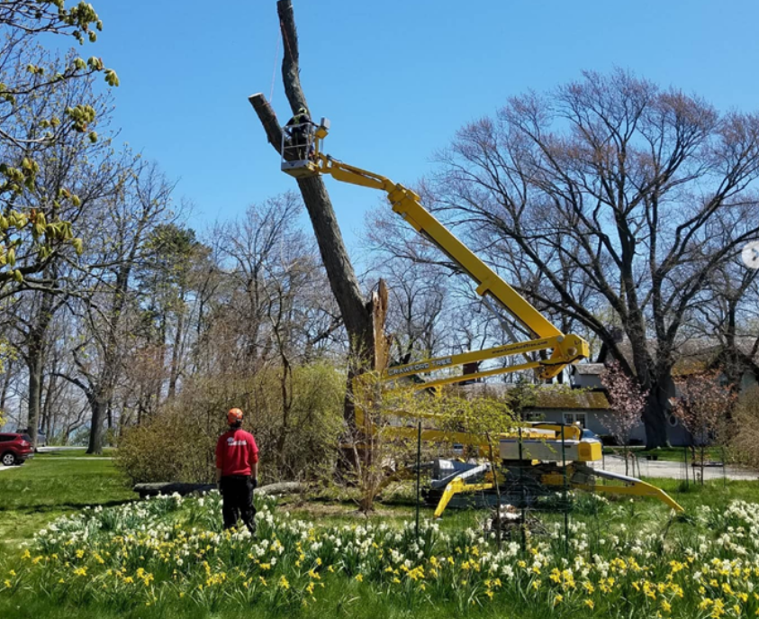ISA-certified arborist and NALP-certified landscaper assessing tree and landscape health in Milwaukee.