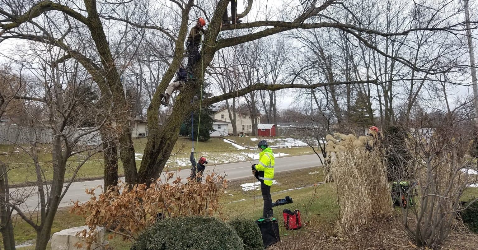 Winter Tree Care in Milwaukee: How to Protect Trees While Dormant