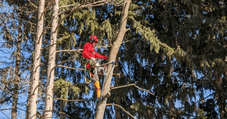 How to Spot Early Signs of Tree Disease Before It Spreads?