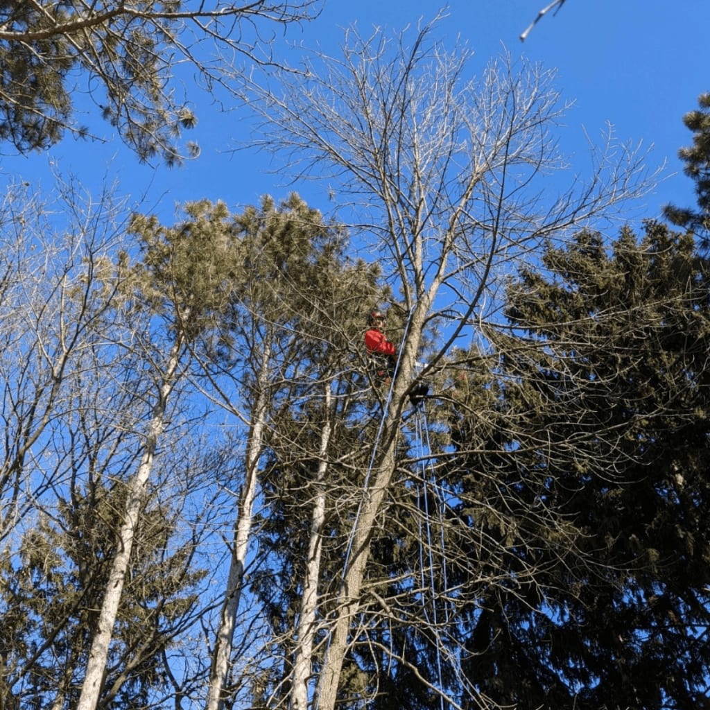 Certified arborist performing tree service in Brookfield WI neighborhood