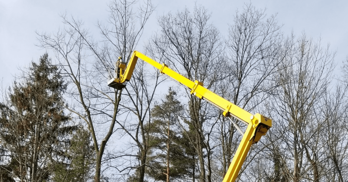 ISA-Certified Arborist providing tree service in Waukesha, WI