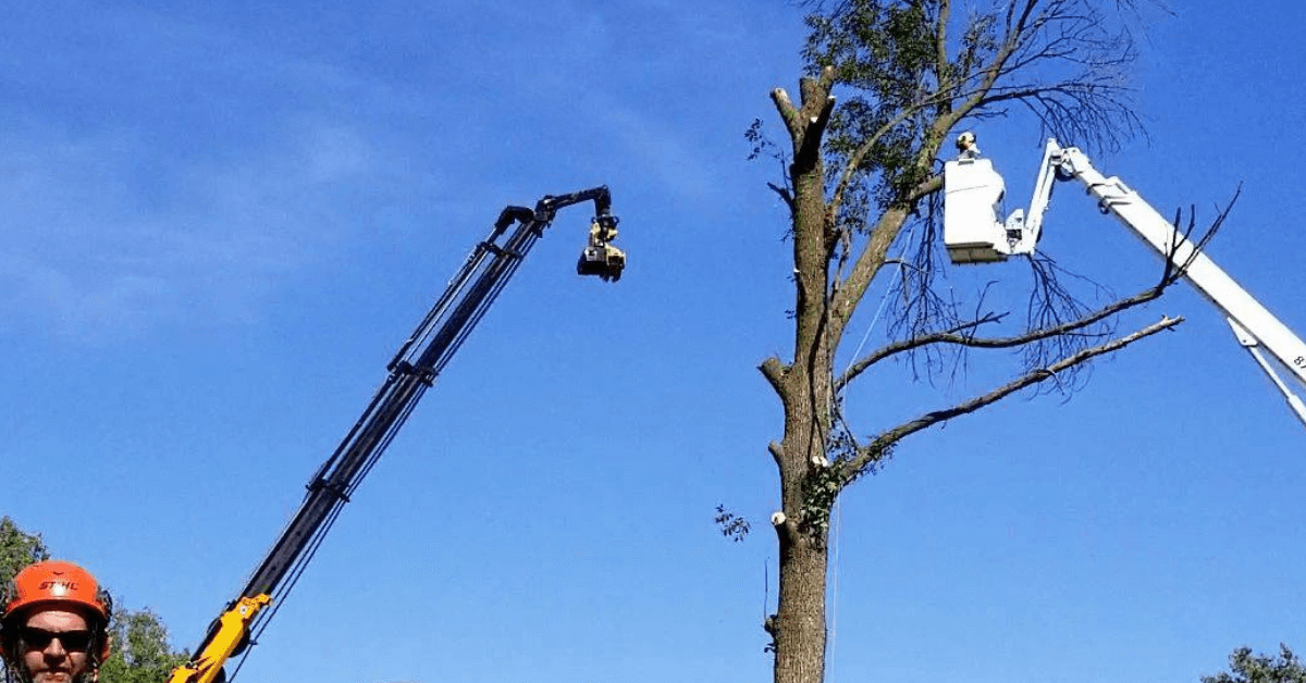 Crawford Tree & Landscape providing professional tree services in Mequon, WI