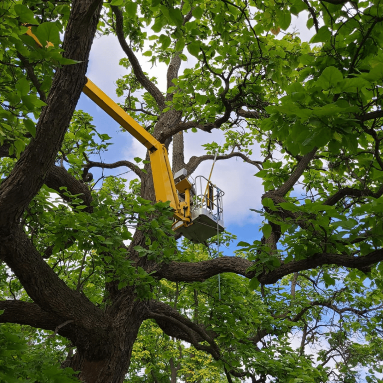 Free on-site tree assessment by Crawford Tree & Landscape in Greater Milwaukee