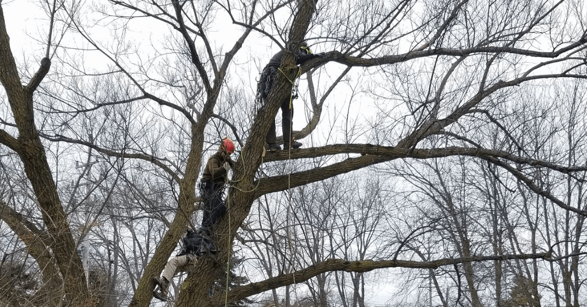 Certified arborist inspecting tree damage in Wauwatosa to determine if trimming or removal is needed