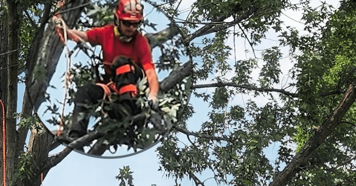 Crawford Tree & Landscape crew removing a hazardous overgrown pear tree from a Milwaukee property.