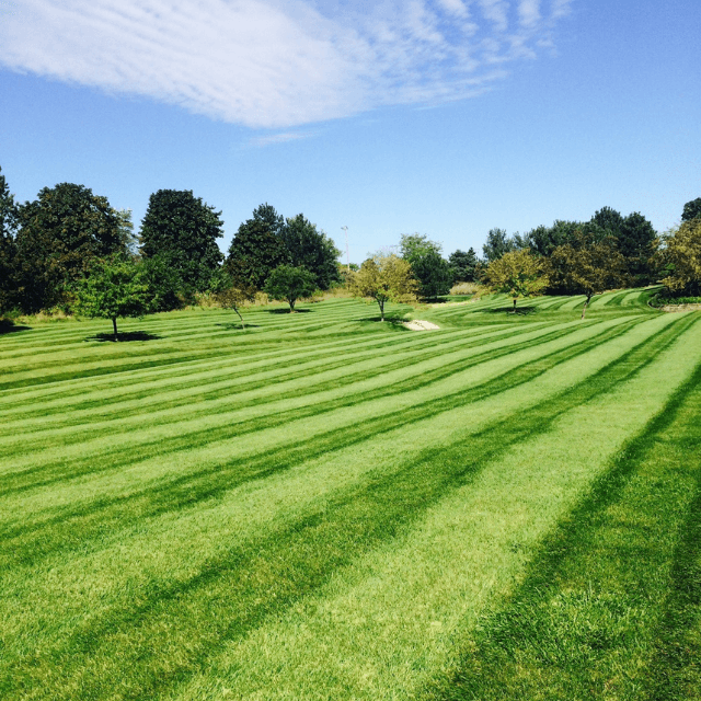 Seasonal fertilization and deep root feeding for trees in Wauwatosa WI