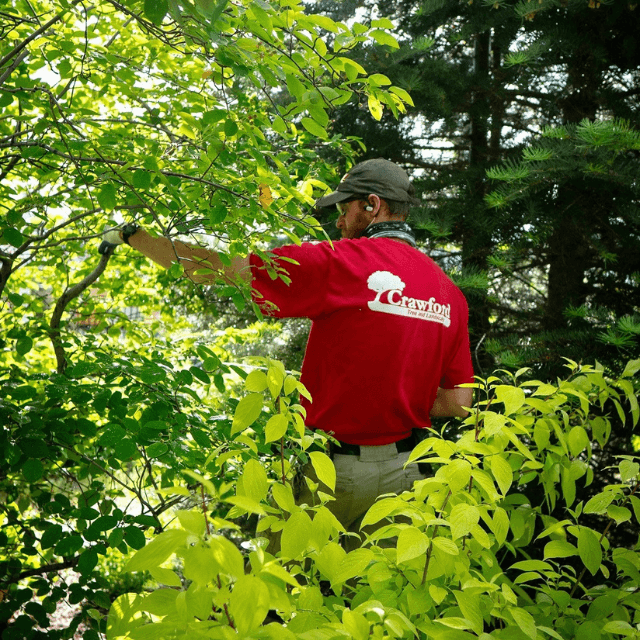 Crawford Tree crew performing tree care in Milwaukee, WI