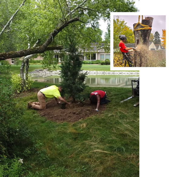 About Crawford Tree Landscapes Services