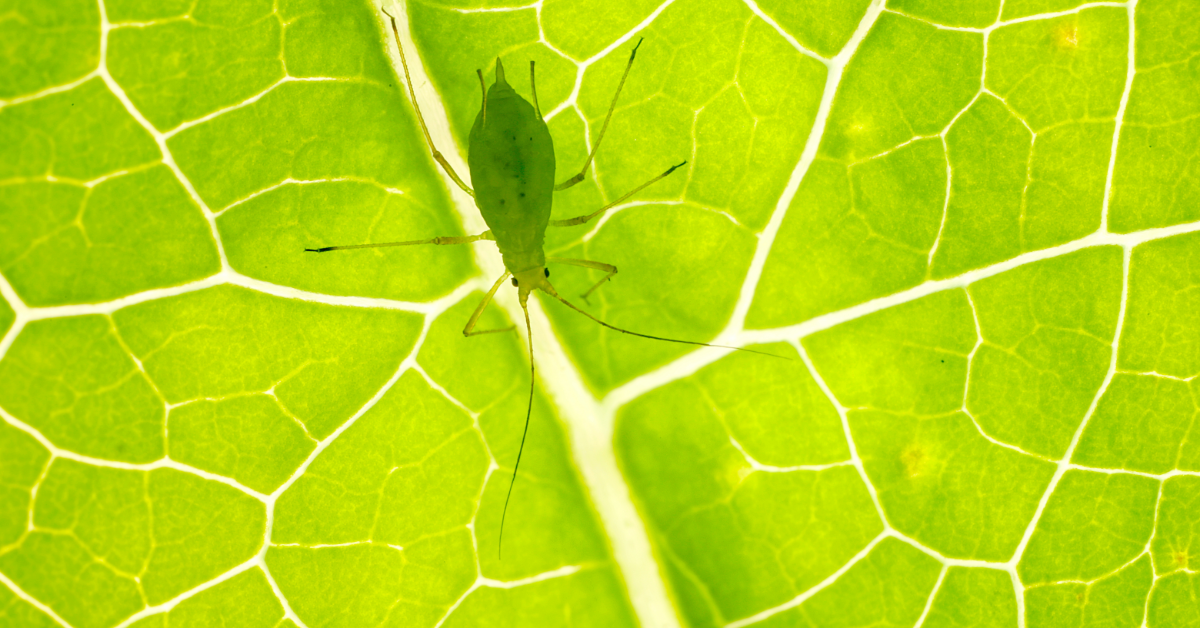 Plant Health Care