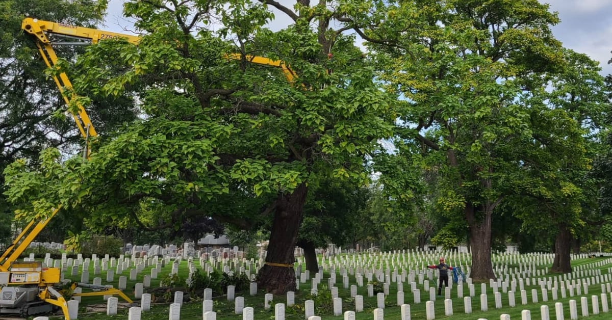 Tree Pruning & Tree Trimming Milwaukee WI