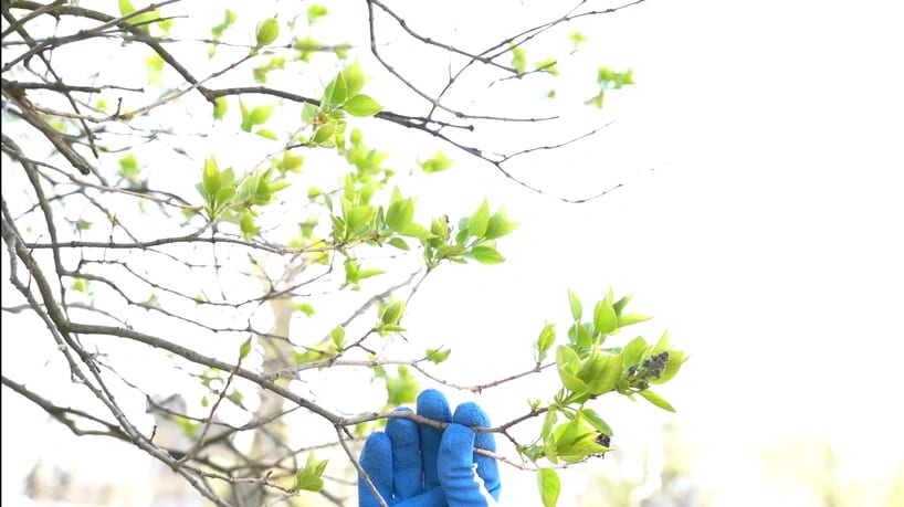 Top-Rated Tree Care for Milwaukee Homes & Businesses