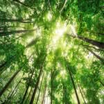 Healthy maple tree canopy in Southeast Wisconsin showing vibrant green leaves.